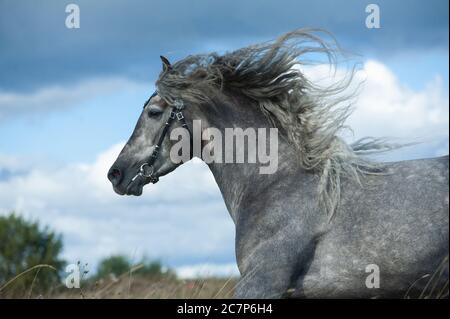 Giovane stallone grigio andaluso Foto Stock