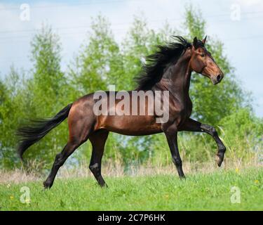 Allogante colore baia stallone andaluso in campo estivo Foto Stock