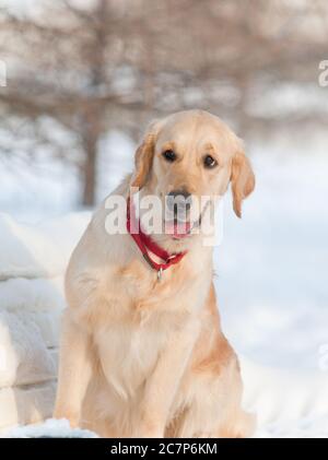 Carino giovane Golden Retriever nel parco invernale Foto Stock