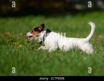 Jack russel terrier in una corsa in estate Foto Stock