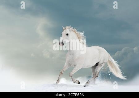 Splendido stallone bianco in inverno con cielo nuvolato dietro Foto Stock