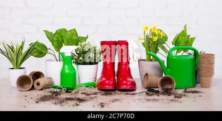 sfondo primavera - composizione di piante in vaso, fiori e attrezzi da giardinaggio su tavola di legno Foto Stock