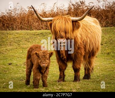 Highland Cow e vitello su Dartmoor Foto Stock