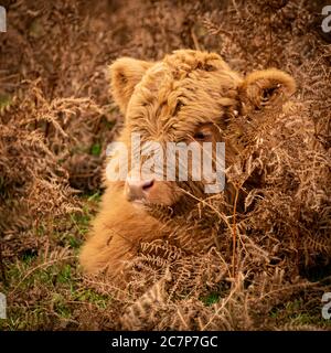 Highland Cow e vitello su Dartmoor Foto Stock