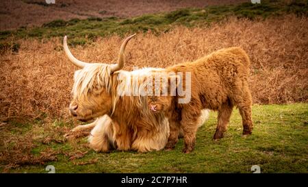 Highland Cow e vitello su Dartmoor Foto Stock