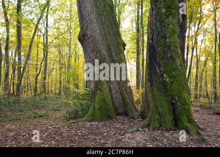 Due querce molto vecchie nella foresta d'autunno dell'Auvergne in Francia. Foto Stock