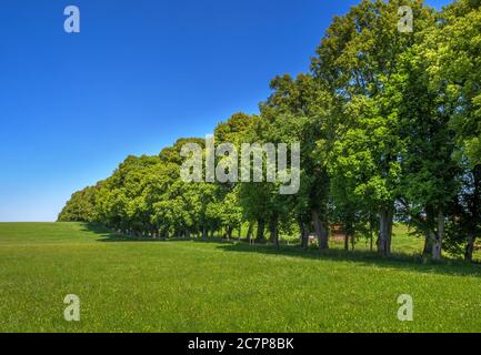 Kurfürstenallee, lime tree avenue, Marktoberdorf, Algovia, Svevia, Baviera, Germania, Europa Foto Stock