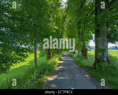 Kurfürstenallee, lime tree avenue, Marktoberdorf, Algovia, Svevia, Baviera, Germania, Europa Foto Stock