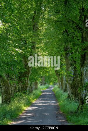 Kurfürstenallee, lime tree avenue, Marktoberdorf, Algovia, Svevia, Baviera, Germania, Europa Foto Stock