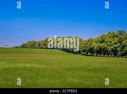 Kurfürstenallee, lime tree avenue, Marktoberdorf, Algovia, Svevia, Baviera, Germania, Europa Foto Stock