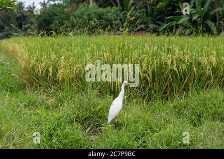 Airone bianco sul campo di riso Foto Stock