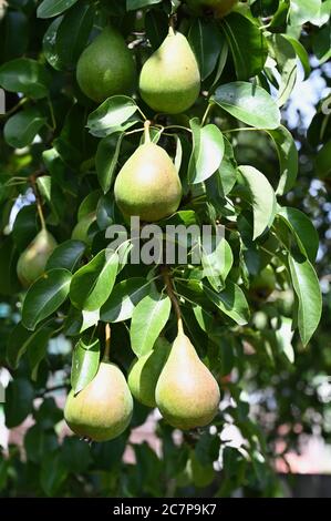 Grappoli di pere, albero di frutta. Coppa laterale, Kent. REGNO UNITO Foto Stock
