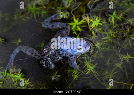 Rana di Moor - Rana arvalis, rana speciale beautfiul dalle acque fresche dell'Euroasia, Moravia, Repubblica Ceca. Foto Stock