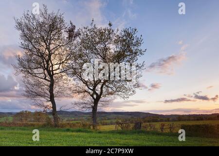 Alberi in estate sui campi Auvergne Foto Stock