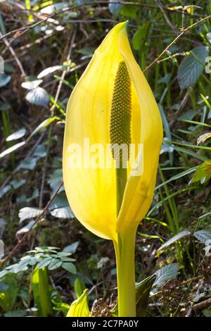 Western Skunk Cabbage, (Lysichiton americanus) conosciuto anche come Lanterna paludosa e Arum giallo, un giardino di fuga vicino a Penzance, Cornovaglia, Inghilterra, Regno Unito. Foto Stock