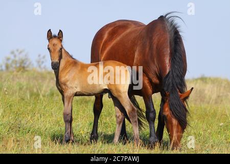 Mare e pelo insieme su un pascolo Foto Stock