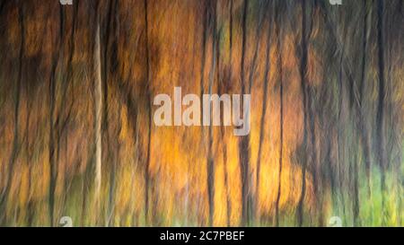 Riassunto ICM colori autunnali nella foresta Foto Stock