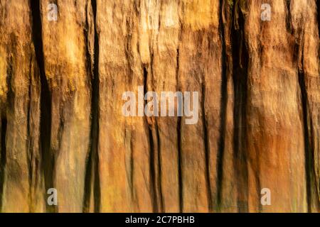 Riassunto ICM colori autunnali nella foresta Foto Stock