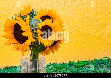 Bel bouquet di fiori con girasoli in un vaso di vetro sull'erba su uno sfondo giallo, testa di fiore o pseudantio, i suoi fiori di raggio e il cen Foto Stock