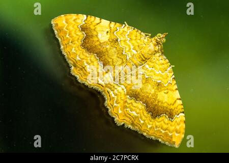 Yellow Shell Moth (Camptogramma bilineata) visto sul vetro di una finestra. Foto Stock