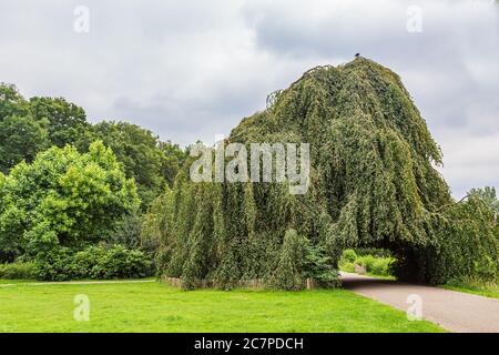 Verde di faggio piangente o Fagus Sylvatica Pendula con sentiero nel Parco pubblico Angerenstein ad Arnhem nei Paesi Bassi Foto Stock