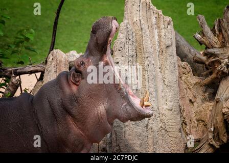 Ippopotamo anfibio, mostra i suoi denti aprendo la bocca Foto Stock