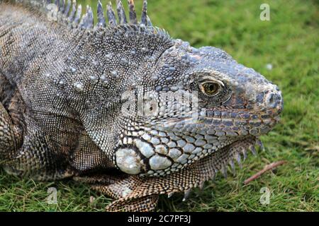 Iguana in erba, Guayaquil, Ecuador Foto Stock