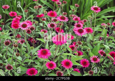 Rosa Echinacea 'Delicious Candy' fiore di mais in fiore durante i mesi estivi Foto Stock