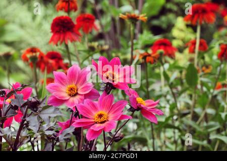 Rosa singolo 'Twyning's Revel' Dahlia in fiore Foto Stock