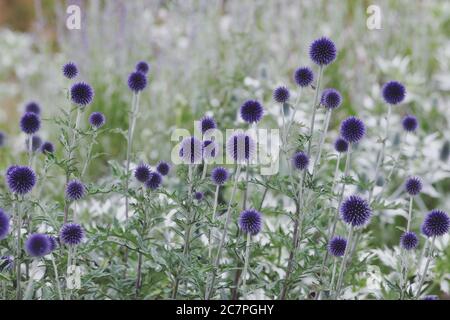 Echinops rito Veitch's Blue Globe Thistle fioritura durante i mesi estivi Foto Stock