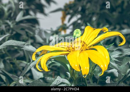 Pianta di girasole messicana (Tithonia diversifolia), Uganda, Africa Foto Stock