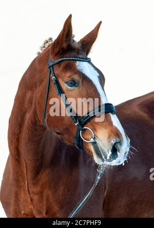 Cavallo di castagno in inverno, con briglia. Ritratto di uno splendido stallone di castagno Foto Stock