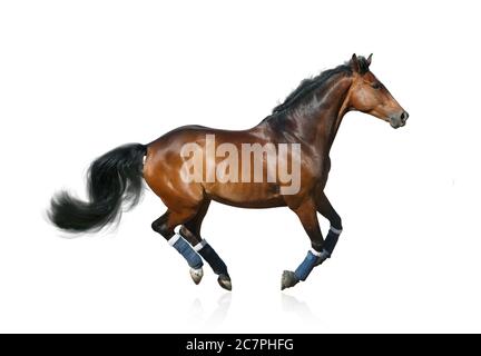 Bel cavallo sportivo sano isolato su uno sfondo bianco. Bay hannover razza cavallo in shin stivali in esecuzione. Bay sportivo cavallo galoppo. Cavallo Foto Stock