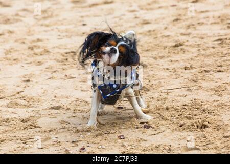 Poole, Dorset UK. 19 luglio 2020. Tempo in Gran Bretagna: Un inizio grigio e frizzante della giornata alle spiagge di Poole. Merlin, il cane del re Cavalier Charles Spaniel, il cane del re Charles Cavalier Spaniel, ha un bel frullato dopo una nuotata in mare. Credit: Carolyn Jenkins/Alamy Live News Foto Stock