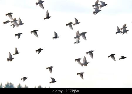 Piccioni volanti. Floccato, volo di uccelli. Uccelli liberi isolati su uno sfondo bianco Foto Stock