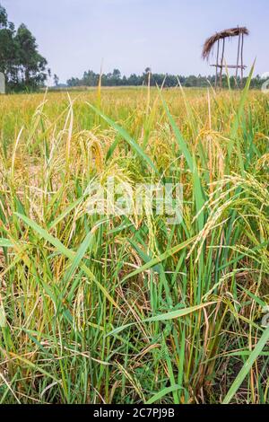 Riso africano (Oryza glaberrima) piante che crescono in un campo agricolo con la gente che raccoglie il raccolto, Uganda, Africa Foto Stock