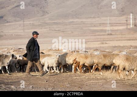 I pastori armeni guidano le pecore attraverso le strade dell'Armenia seguendo uno stile di vita che è cambiato molto improbabile in molte generazioni. Armenia orientale. Foto Stock