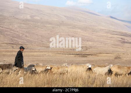 I pastori armeni guidano le pecore attraverso le strade dell'Armenia seguendo uno stile di vita che è cambiato molto improbabile in molte generazioni. Armenia orientale. Foto Stock
