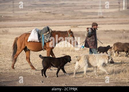 I pastori armeni guidano le pecore attraverso le strade dell'Armenia seguendo uno stile di vita che è cambiato molto improbabile in molte generazioni. Armenia orientale. Foto Stock