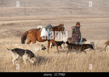 I pastori armeni guidano le pecore attraverso le strade dell'Armenia seguendo uno stile di vita che è cambiato molto improbabile in molte generazioni. Armenia orientale. Foto Stock