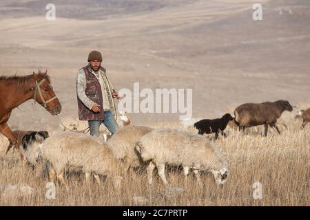 I pastori armeni guidano le pecore attraverso le strade dell'Armenia seguendo uno stile di vita che è cambiato molto improbabile in molte generazioni. Armenia orientale. Foto Stock