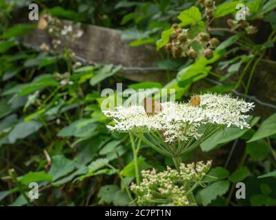 Sycamore chiavi, semi, in Cow prezzemolo fiore vale a dire Anthriscus sylvestris. Foto Stock