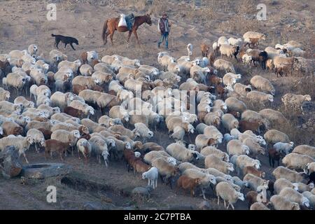 I pastori armeni guidano le pecore attraverso le strade dell'Armenia seguendo uno stile di vita che è cambiato molto improbabile in molte generazioni. Armenia orientale. Foto Stock