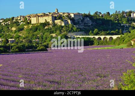 Paesaggio rurale della Provenza. Campo di lavanda vicino al villaggio medievale di Sault Foto Stock