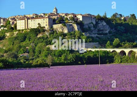 Paesaggio rurale della Provenza. Campo di lavanda vicino al villaggio medievale di Sault al tramonto Foto Stock