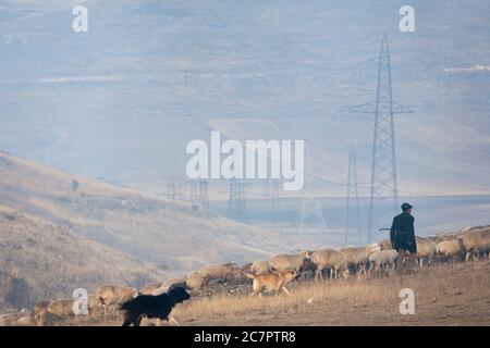 I pastori armeni guidano le pecore attraverso le strade dell'Armenia seguendo uno stile di vita che è cambiato molto improbabile in molte generazioni. Armenia orientale. Foto Stock