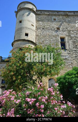 Grande cespuglio di fiore in fiore nel vecchio castello le Barroux, Provenza, Francia Foto Stock