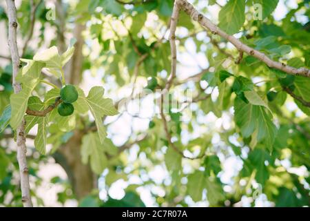 Frutti di fico verde su rami di alberi sullo sfondo del fogliame. Foto Stock