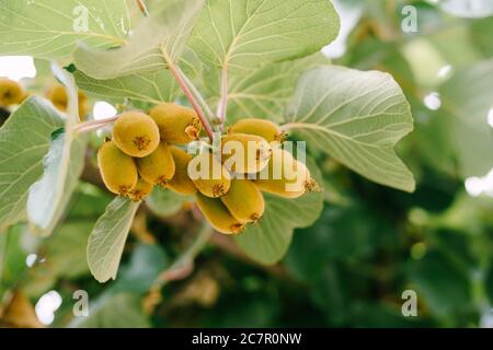 Frutta kiwi quasi matura pende su un albero. Foto Stock