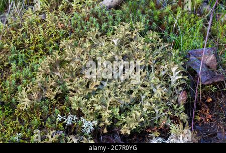 Islanda moss (Cetraria islandica) Foto Stock